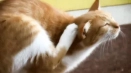 Какво да правя, ако котката надраска ушите му?